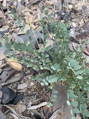 Astragalus oophorus