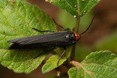 Gnamptonychia ventralis