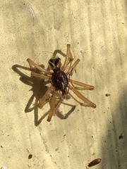 Araneoidea