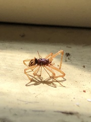 Araneoidea