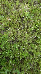 Allophyllum capillare