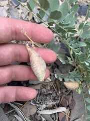 Astragalus oophorus