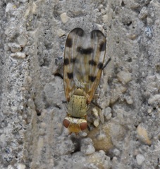 Melieria