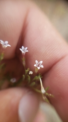 Allophyllum capillare