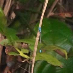 Pseudagrion microcephalum