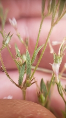 Allophyllum capillare