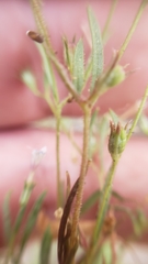 Allophyllum capillare