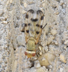 Melieria