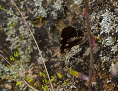 Heterusia