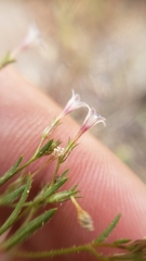 Allophyllum capillare