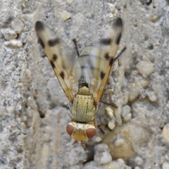 Melieria