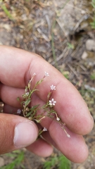 Allophyllum capillare