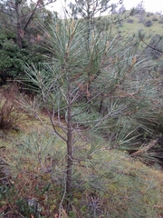 Pinus coulteri