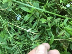 Myosotis scorpioides