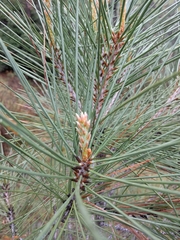 Pinus coulteri