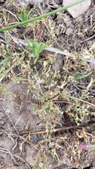 Allophyllum capillare