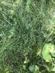 Myosotis scorpioides