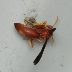 Polistes schach