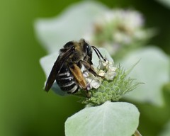 Melissodes communis communis