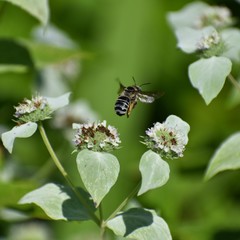 Melissodes communis communis