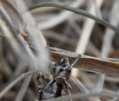Habronattus cuspidatus