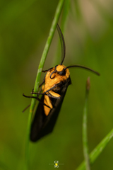 Gnamptonychia ventralis