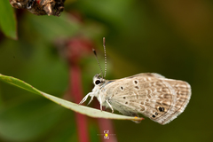 Echinargus