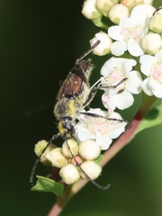 Lepturobosca