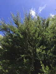 Kunzea linearis