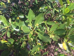 Rhizophora samoensis