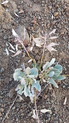 Phoenicaulis cheiranthoides