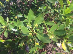 Rhizophora samoensis