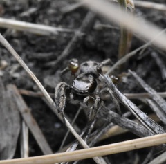 Habronattus cuspidatus