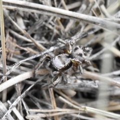 Habronattus cuspidatus