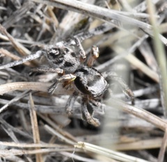 Habronattus cuspidatus