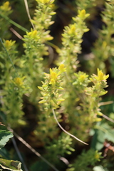 Sedum stenopetalum