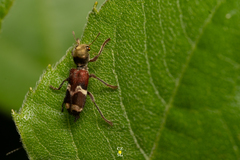Enoclerus bombycinus