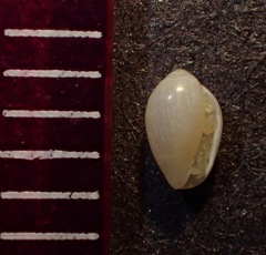 Cystiscidae