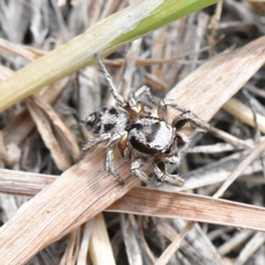 Habronattus cuspidatus