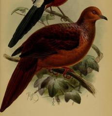 Barusan Cuckoo-Dove photo 2