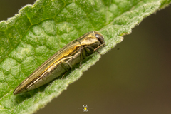 Agrilus aureus