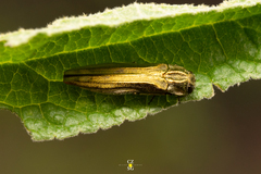 Agrilus aureus