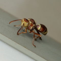 Polistes stigma