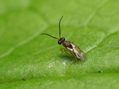 Diparidae