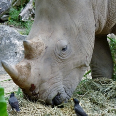 Ceratotherium simum