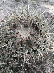 Ferocactus fordii borealis