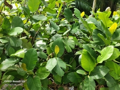 Dillenia suffruticosa