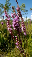Liatris spicata