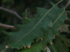 Banksia dentata