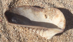 Lamarcka ventricosa